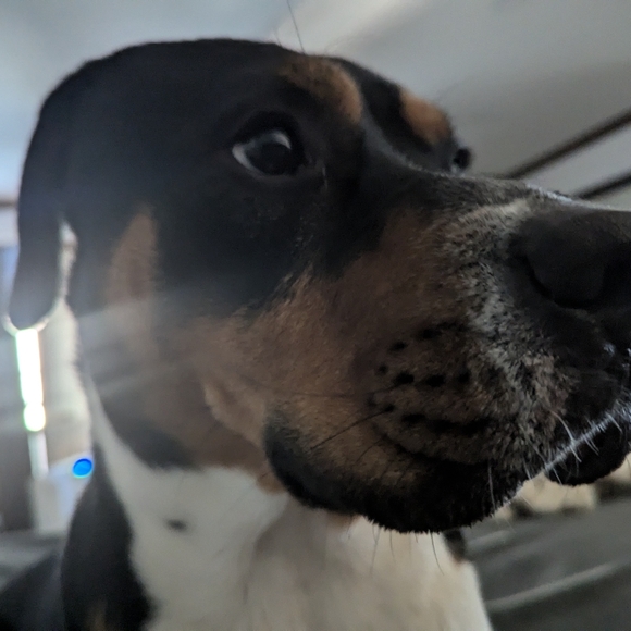 Acorn Pinecone Ornament Set - Picture 4 of 4